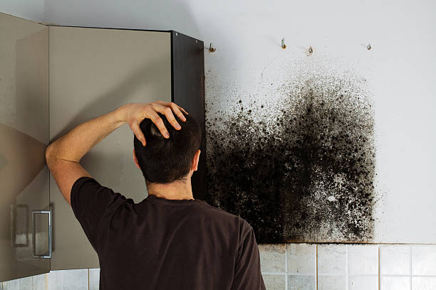 Best Mold Cleaning Services  in Kirksville, MO