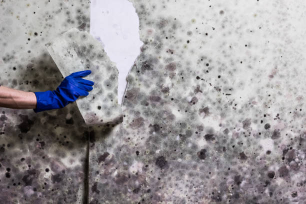 Best Emergency Mold Removal  in Kirksville, MO